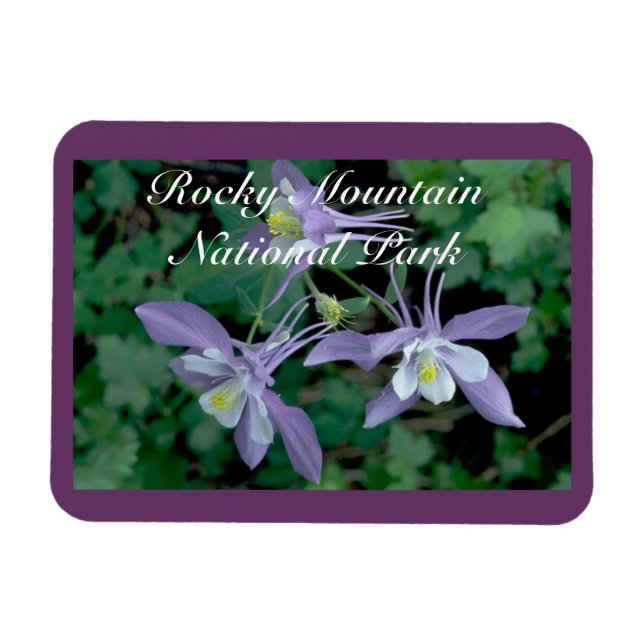 Magnet Flexible Columbine Rocky Mountain National Park (Horizontal)