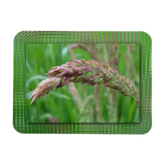 Magnet Flexible Comment l'herbe grandit avec un aimant flexible