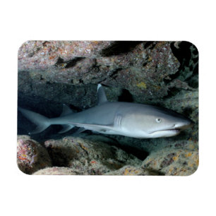 Magnet Flexible Conseil blanc Requin récif nager dans le corail