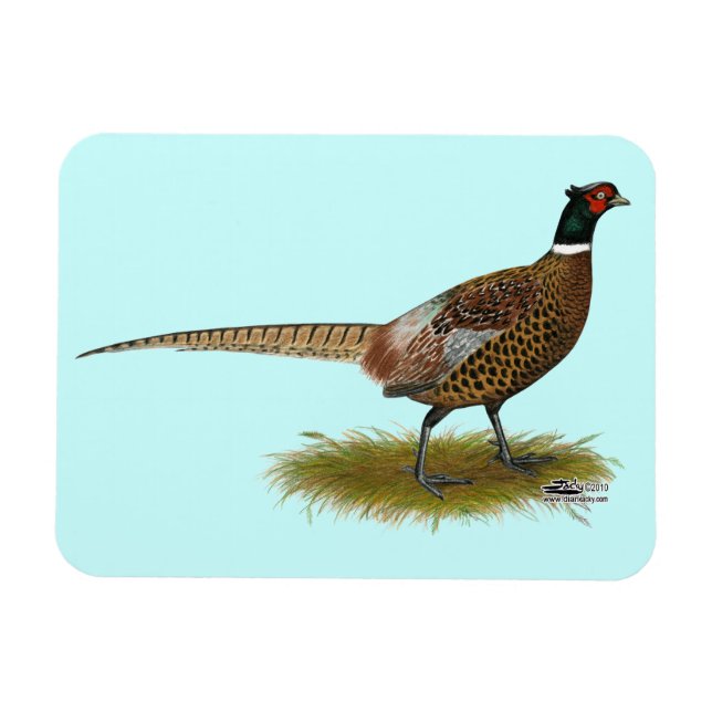 Magnet Flexible Coq de faisan (Horizontal)