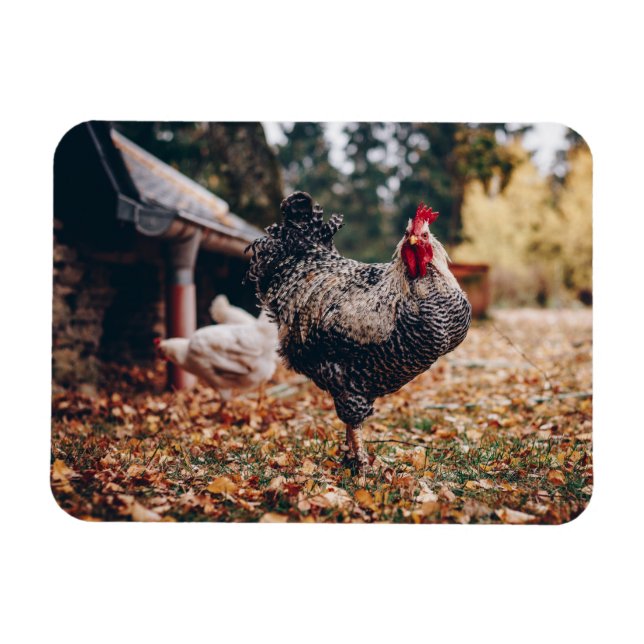 Magnet Flexible Coq noir et blanc avec deux poules dans la nature (Horizontal)