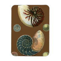 Coque de cacao