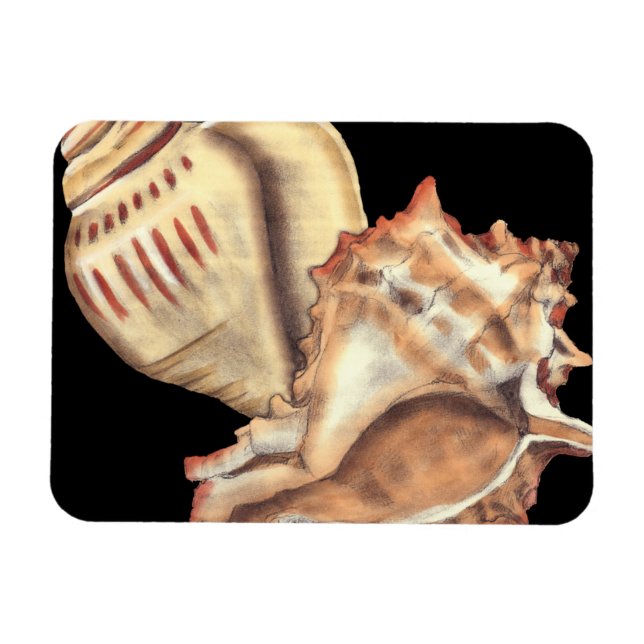 Magnet Flexible Coques de conques artistiques (Horizontal)