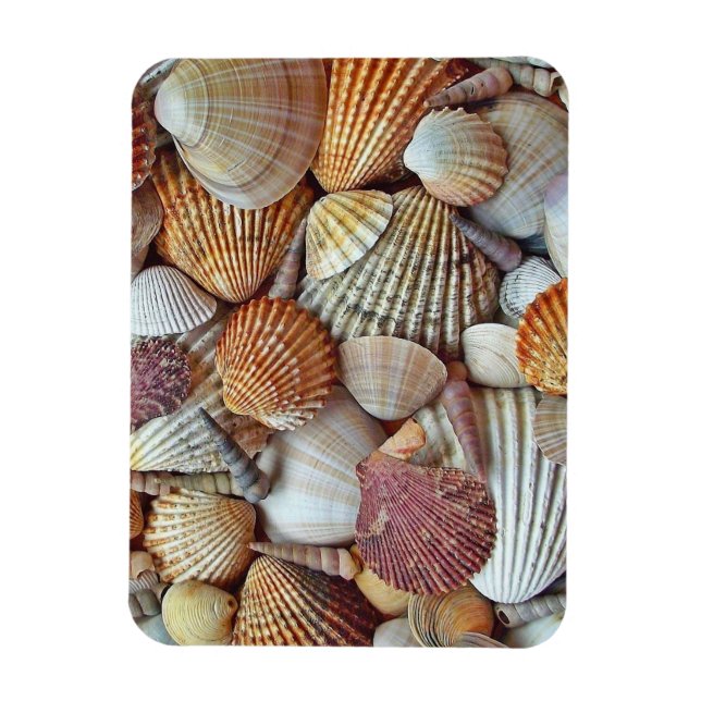 Magnet Flexible Coques de mer (Vertical)