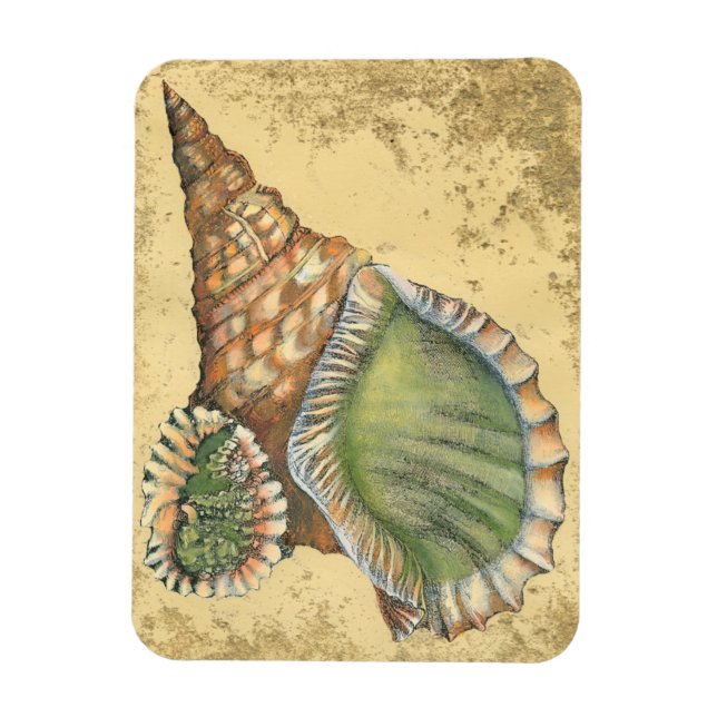 Magnet Flexible Coquillage Brown et vert (Vertical)