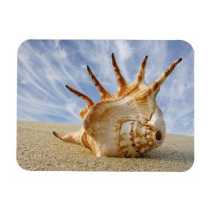 Magnet Flexible Coquillage Spider Conch sur Sandy Beach