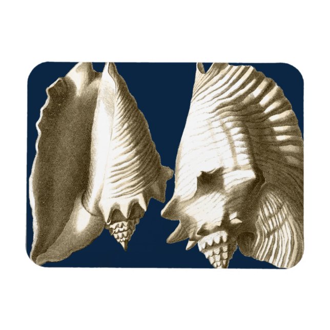 Magnet Flexible Coquillages Sepia Conch (Horizontal)