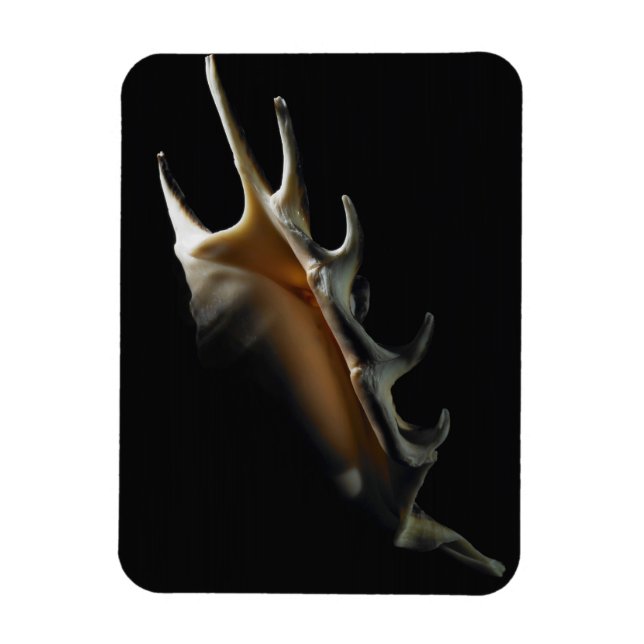 Magnet Flexible Coquille de cône (Vertical)