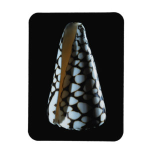 Magnet Flexible Coquille de cône 2