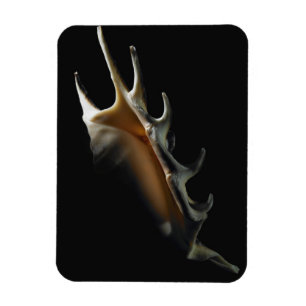 Magnet Flexible Coquille de conque
