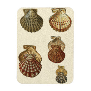 Magnet Flexible Coquilles antiques craquelées