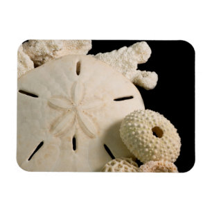 Magnet Flexible Coquilles blanches et dollar de sable