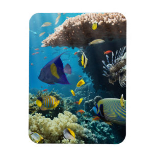 Magnet Flexible Corail et poissons en Mer Rouge, Egypte
