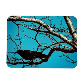 Magnet Flexible Corbeau noir Corbeau Arbre argenté Ciel bleu Photo