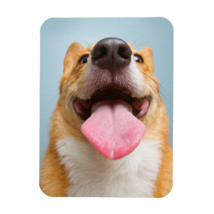 Magnet Flexible Corgi très heureux des images de Getty