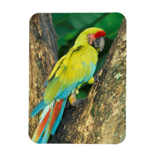 Magnet Flexible Costa Rica, Ara Ambigua, Grand Ara Vert.