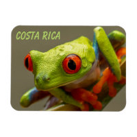 Costa Rica Grenouille à feuilles rouges prête à sa