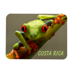 Magnet Flexible Costa Rica La grenouille des arbres à feuilles ro