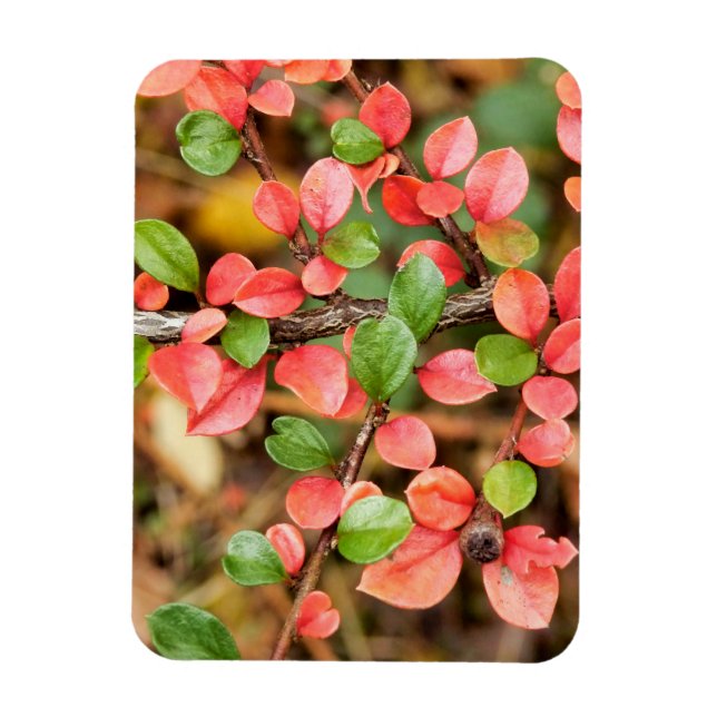 Magnet Flexible Cotonou horizontalis (Vertical)