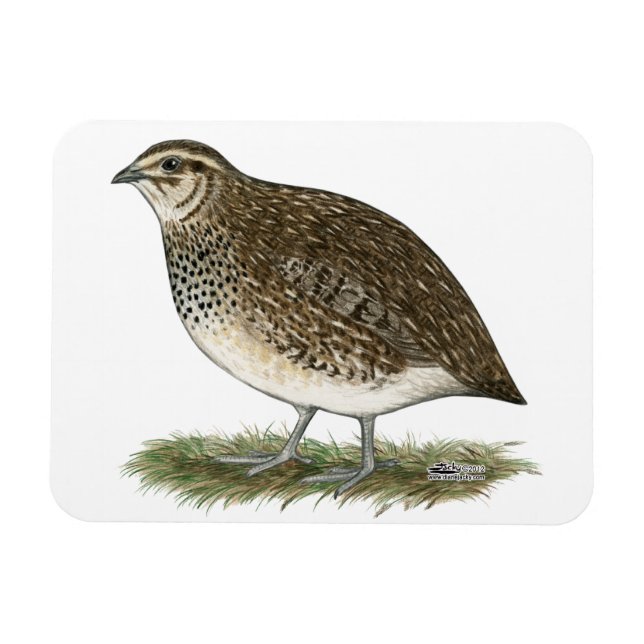 Magnet Flexible Coturnix Quail (Horizontal)