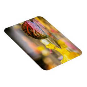 Magnet Flexible Couleurs d'automne