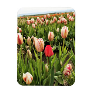 Magnet Flexible Coup de poing