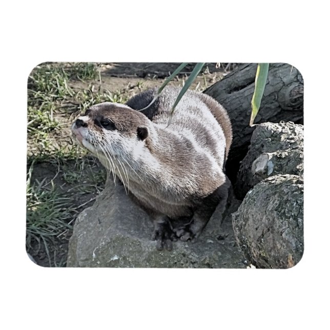 MAGNET FLEXIBLE COUPER OTTER  (Horizontal)