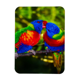 Magnet Flexible Couple Coloré de Perroquets qui s'Embrassent