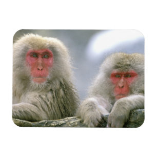 Magnet Flexible Couple de singes des neiges, Macaque japonais,