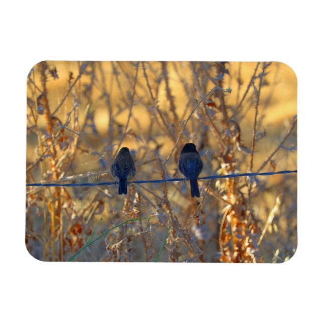 Magnet Flexible Couple romantique d'oiseaux moineaux sur fil, 3" x (Horizontal)