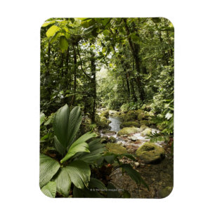 Magnet Flexible courant dans la forêt tropicale, Dominique