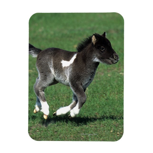 Magnet Flexible Courant de poulain miniature (Vertical)