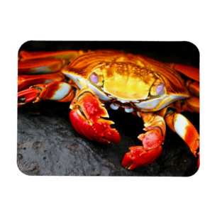 Magnet Flexible Crabe de Galapagos