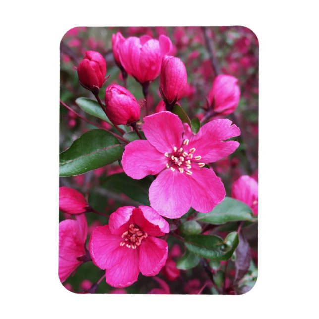 Magnet Flexible Crabelle rose à fleurs (Vertical)