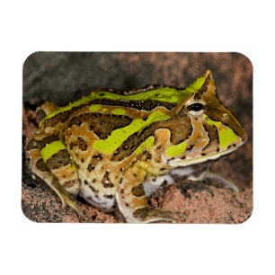 Magnet Flexible Crapaud cornu brésilien, Ceratophrys cornuta, Nati