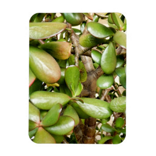 Magnet Flexible Crassula ovata