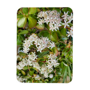 Magnet Flexible Crassula ovata