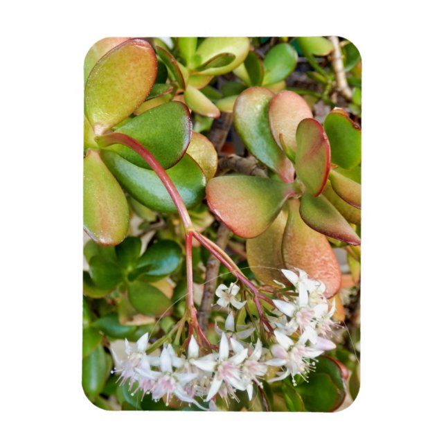 Magnet Flexible Crassula ovata (Vertical)