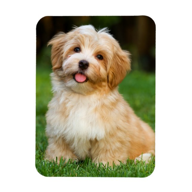 Magnet Flexible Créez votre propre photo personnalisée de chien an (Vertical)