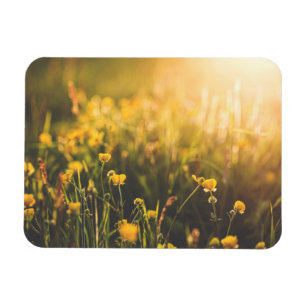Magnet Flexible Crépuscule de renoncule