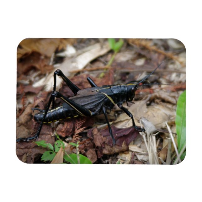 Magnet Flexible Cricket noir et jaune (Horizontal)