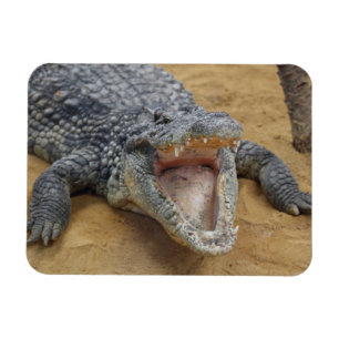 Magnet Flexible Crocodile avec mâchoires Large Ouvrir Gros plan
