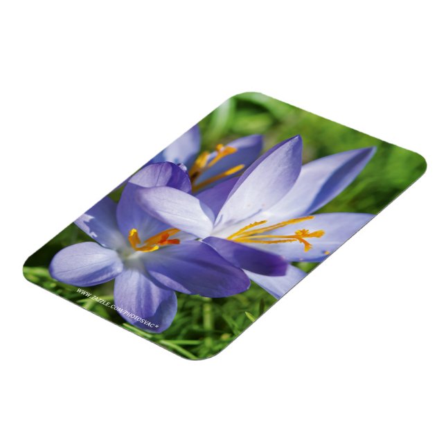 Magnet Flexible Crocus (Côté Gauche)