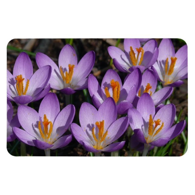 Magnet Flexible Crocus violets ensoleillés (Horizontal)