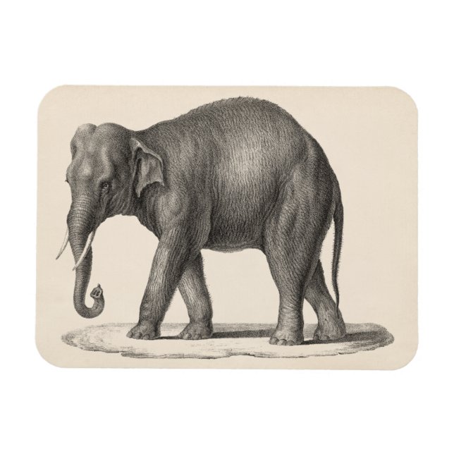 Magnet Flexible Croquis Brodtmann Elephant (Horizontal)