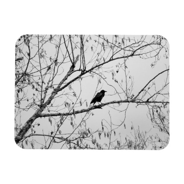 Magnet Flexible Crow dans un Birch Tree (Horizontal)