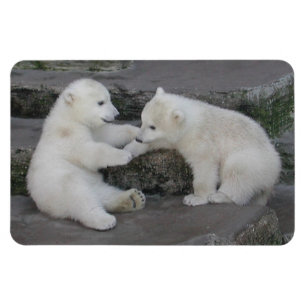 Magnet Flexible Cubes d'ours polaires