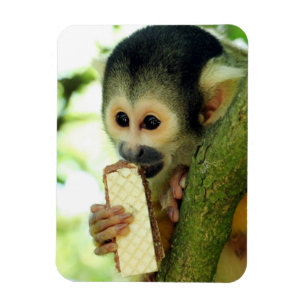 Magnet Flexible Cute Baby Squerrl Monkey Eating a Wafer Biscuit