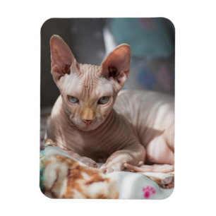 Magnet Flexible Cute Chat Lounge sans fourrure