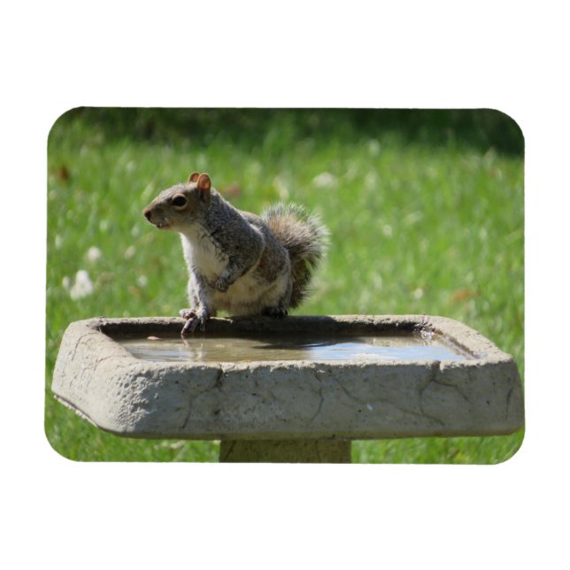 Magnet Flexible Cute écureuil sur bain d'oiseaux (Horizontal)